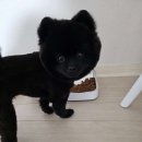 마벨펫 천안점 이미지