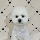 마이멍멍 이미지