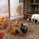 우리집토종닭 이미지