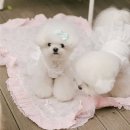 멍멍플라워 쇼핑하우
