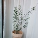 한샘플라워 이미지