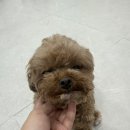 순댕이샵 이미지