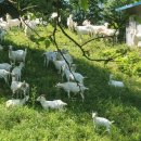 데미샘꿈그린 이미지