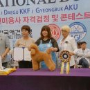 도그매니저 이미지