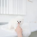 행복한펫샵 - 서구 국채보상로 343 | 행복한펫샵