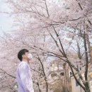 속초 벚꽃 명소 🌸 영랑호, 설악산 벚꽃터널까지 이번주 벚꽃엔딩!