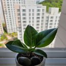 고무나무 (Rubber Tree)