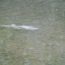 외룡카포스 이미지