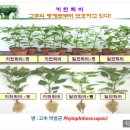 농우미생물 | 고추 농사에 퇴비차 만들기 와 키틴퇴비인( 냄새없는퇴비,가스없는퇴비) 미생물지킴이 판매 직영점