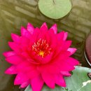 라즈베리 수련(Razzberry Waterlily) 이미지