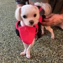 러블리펫108 이미지