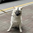 멍멍하개 이미지