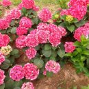 청라유도체육관 이미지