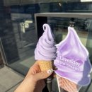 카페퍼플민트(cafe purplemint) | 폴바셋 라벤더 아이스크림 솔직 호불호 시식후기