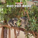 마이딩고 | 브리즈번 론파인 코알라 생츄어리 코알라 동물원 입장권 가는법
