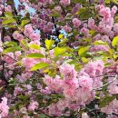 서02-410 | 올림픽공원 봄 산책 코스 추천, 겹벚꽃과 나홀로나무 실제 후기