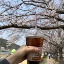 광양읍 서천체육공원 | 광양읍 서천 20260327 벚꽃명소 실시간 개화현황 산책하기 좋은 곳