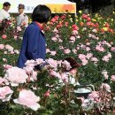 장미공원C 이미지