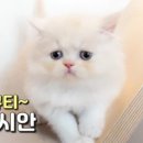 페르시안 이미지
