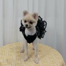 너랑나랑 행복하개 이미지