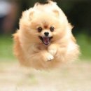 산책갈까 이미지