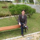 신양 벚꽃길 이미지