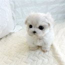 오독앤캣고양이안심분양센터인천점 | 인천애견분양 알아보다가 오독안심분양센터 인천점 직접 다녀온 후기 남겨요