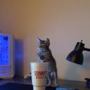 스파렉스 이미지