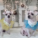 댕댕이 미장원 이미지