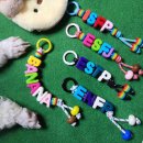 강아지 멋내기 이미지