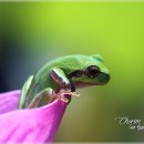 청개구리 이미지