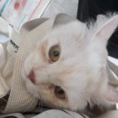 영대연합동물병원 이미지