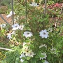 클레마티스 이미지