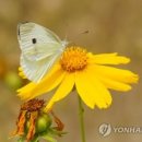 꽃과 나비 이미지