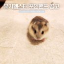 사단법인 동부 유기동물보호협회 | 부산 드워프 유기햄스터 분양 포인핸드 공고