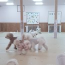 댕가댕가반려견유치원 네이버블로그