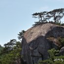 노송 이미지