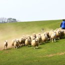 수천목장 이미지