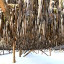 황태덕장 이미지