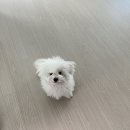 파리봉강아지미용실 이미지