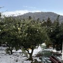 창천초등학교 | 제주 감귤체험 돌담프룻 후기 서귀포 감귤체험 추천 제주 가볼만한곳 추천 서귀포 카페 감귤카페 후기