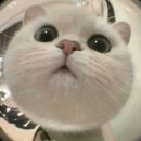 LOVELY CAT 이미지