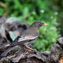 Blackbird 이미지