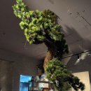 고기의 숲 | 창원 진해 석동 고기 맛집 <진해숲돈> 후기