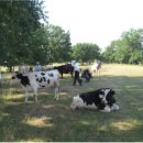 안성면108 | 한국인이 골프에 열광하는 이유 - 올데이 CC 라운딩 후기