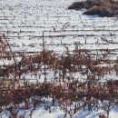 지리산곰실곶감농원 이미지