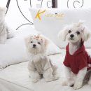 아리꼬까 | [키스펫스튜디오]♡예쁜말티즈 가족 아로와레오 그리구 베이비들^^♡
