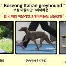 보성이탈리안그레이하운드 이미지