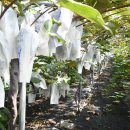 녹수농장 이미지