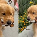 강아지 마음 이미지